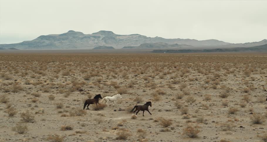 Aerial view of horses galloping through a field is displayed