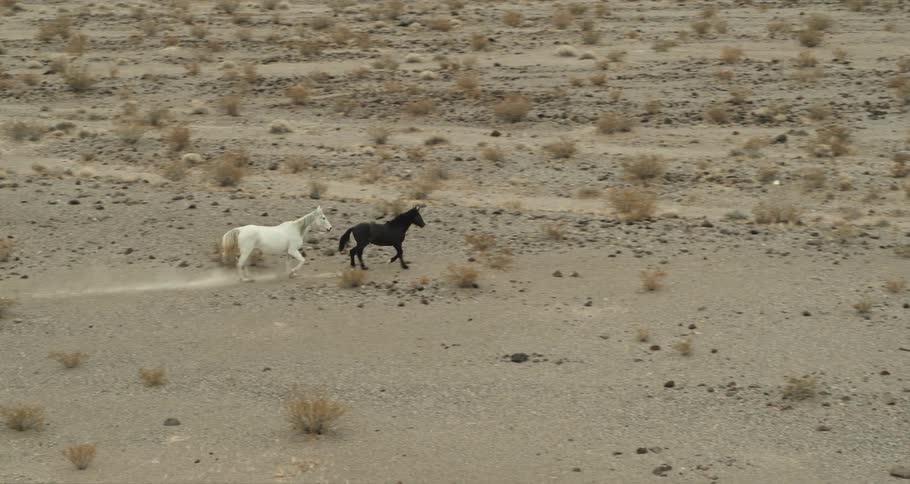 Horses are running outside in the desert