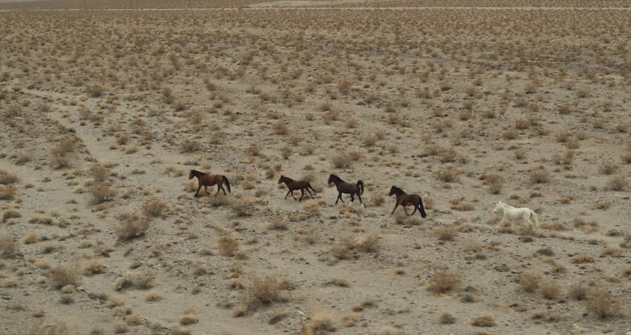 A herd of horses run together through an arid shrubland during the day
