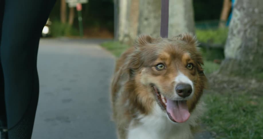 Woman with black leggings and shoes walks brown and white dog on the street