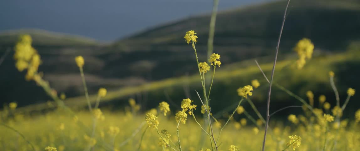 The insect flies through the yellow flowers