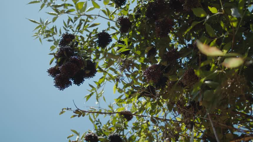 The sun is shining brightly upon maqui bushes under a clear sky