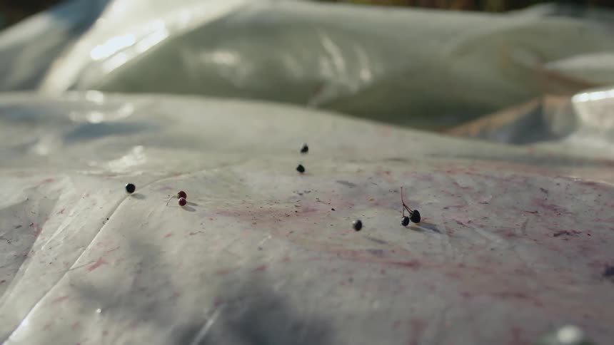 Maqui berries falling over a tarp outdoors