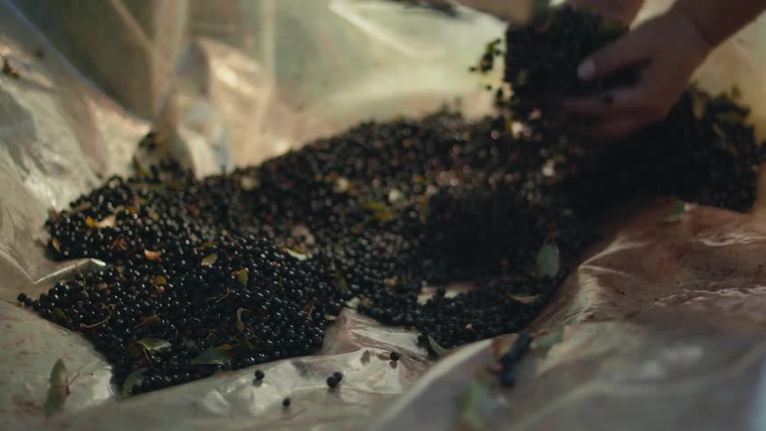 A person is lifting berries from the plastic