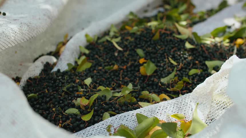 A view of seeds and leaves outdoors