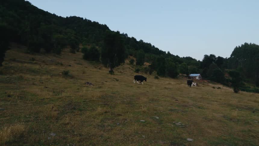 Cows grazing on a pasture in the hills on the countryside at morning