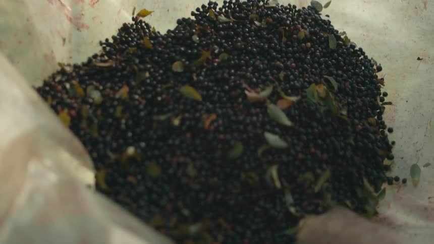 The berries are tossed around