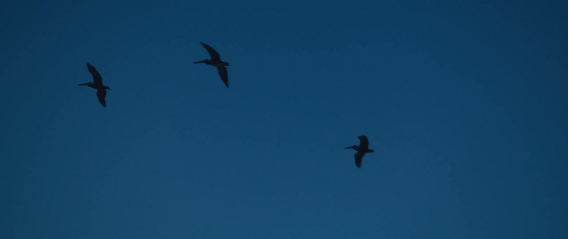 A view of birds flying in the air