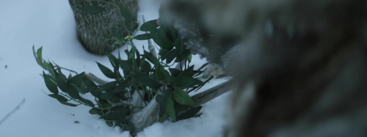 A person wearing furs uses their hand to examine a plant protruding from the snow