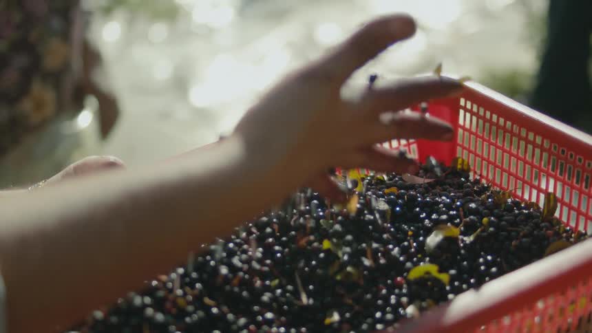 A man runs his hand through a basket of just picked berries on a farm
