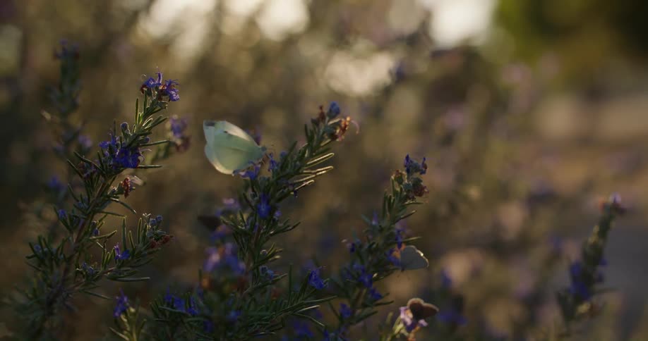 Butterflies are flying on and above flowers in the wilderness
