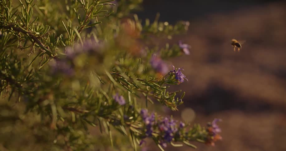 A bee is landing on outdoor flowers and plants