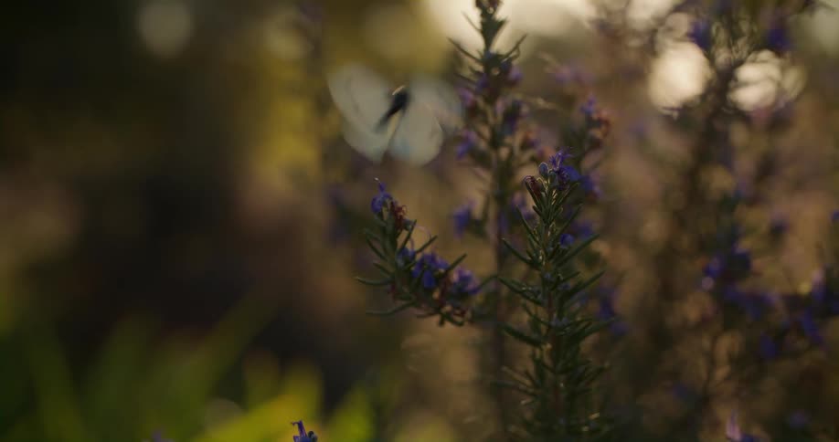 A butterfly is flying onto plants and flowers outdoors