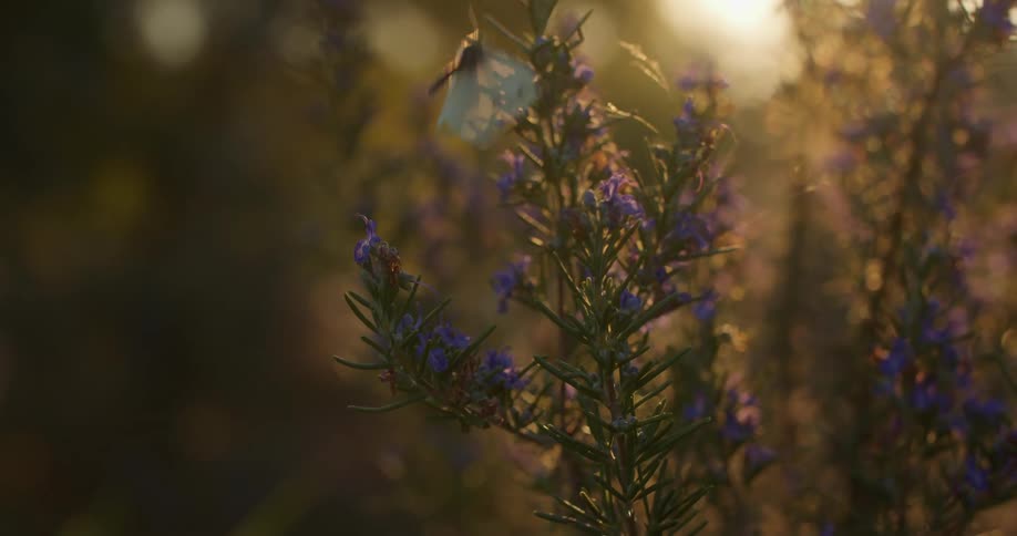 A butterfly is flying on flowers at dusk
