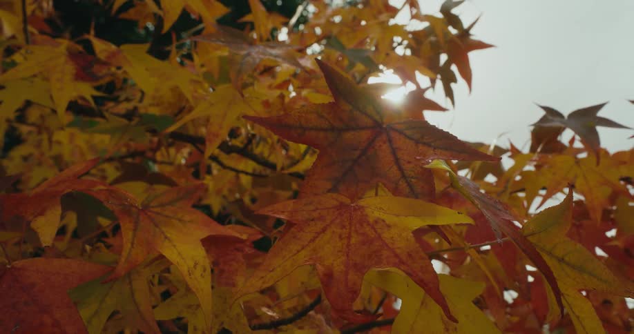 The sun shines brightly on fall colored leaves on a tree