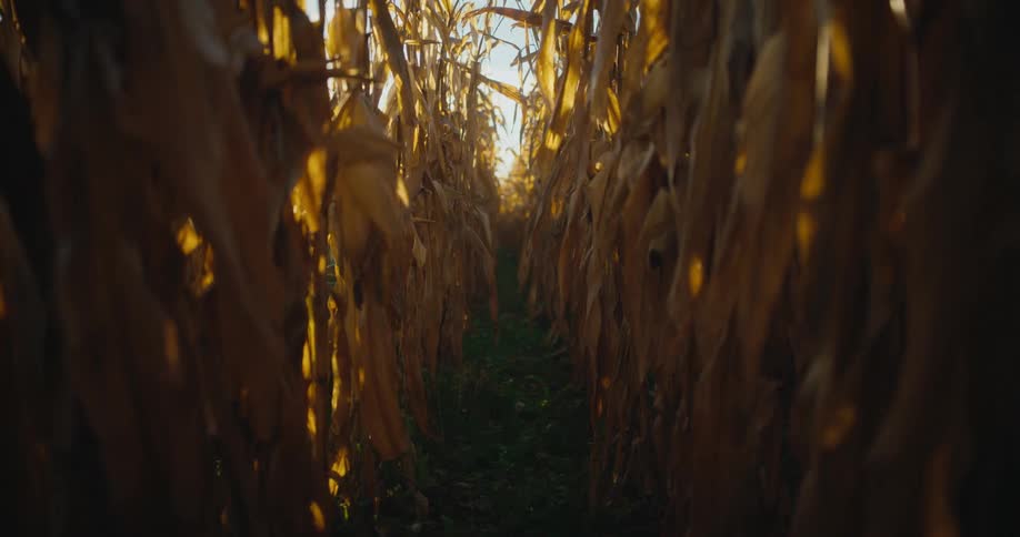 The sun shines brightly upon dried corn stalks in a corn field