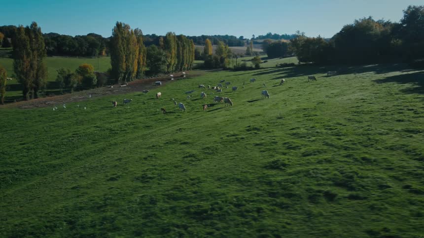 Cattle are grazing on grass at a farm in spring