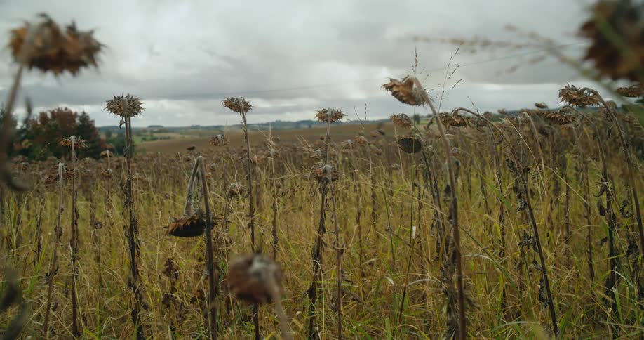 A field of dying sunflowers under a cloudy daytime sky