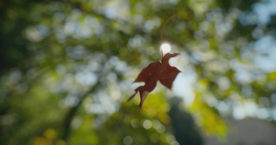 An orange fall colored leaf twirls as it falls from a tree and sunlight shines through tree branches