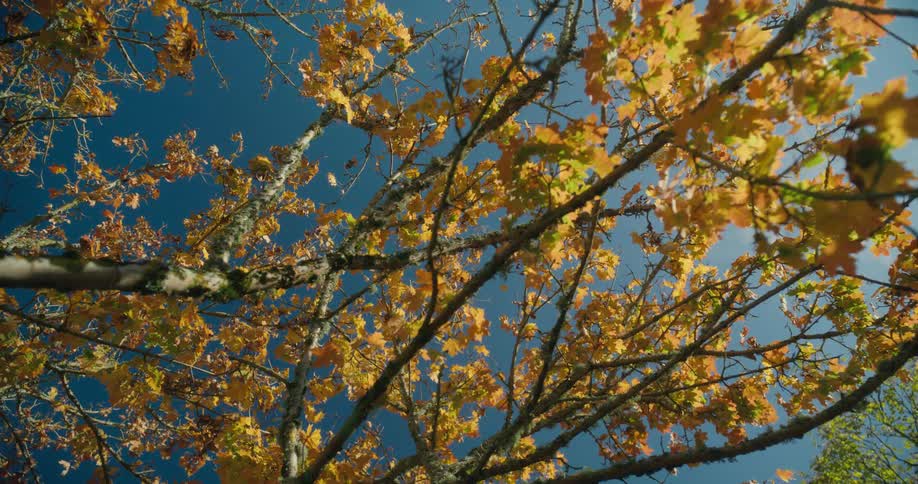 A close up view of leaves on a tree is displayed