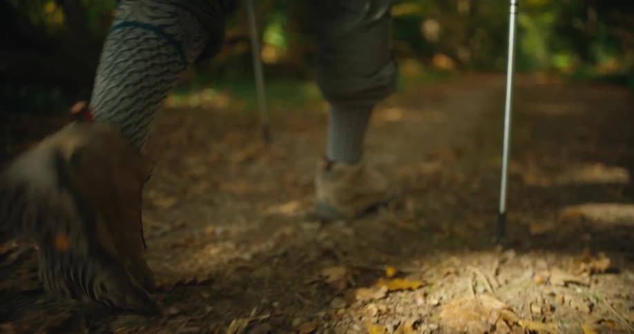 A hiker using trekking poles walk along a trail through a woodland during the day