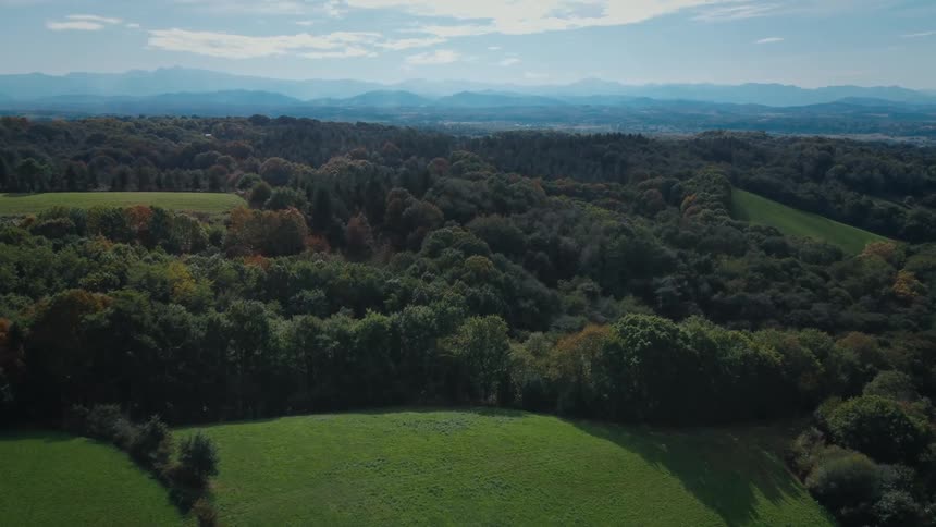 Forest with lots of trees in the nature alongside landscape in the distance