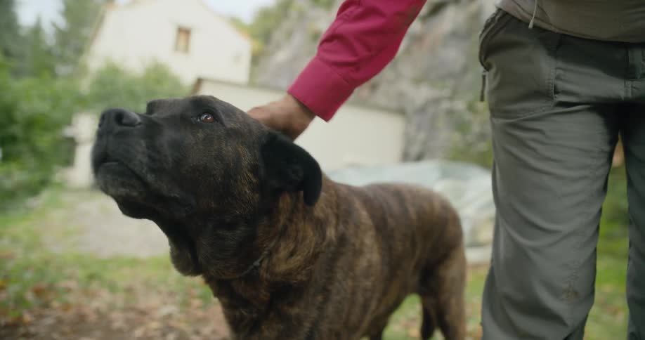 A person is petting there dog outside in the daytime