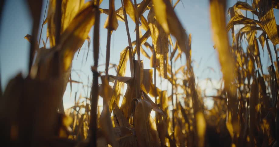 Rows of corn are growing tall in a field