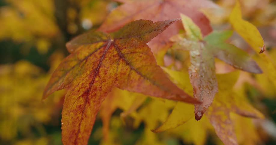 Wet discolored leaves on a tree outdoors during the day