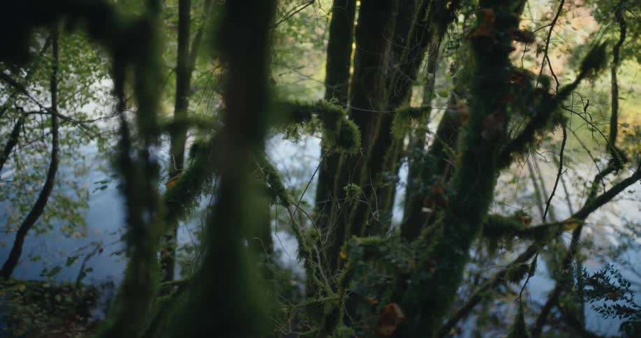 Moss grows on trees in a forest as the sky and clouds reflect on the water