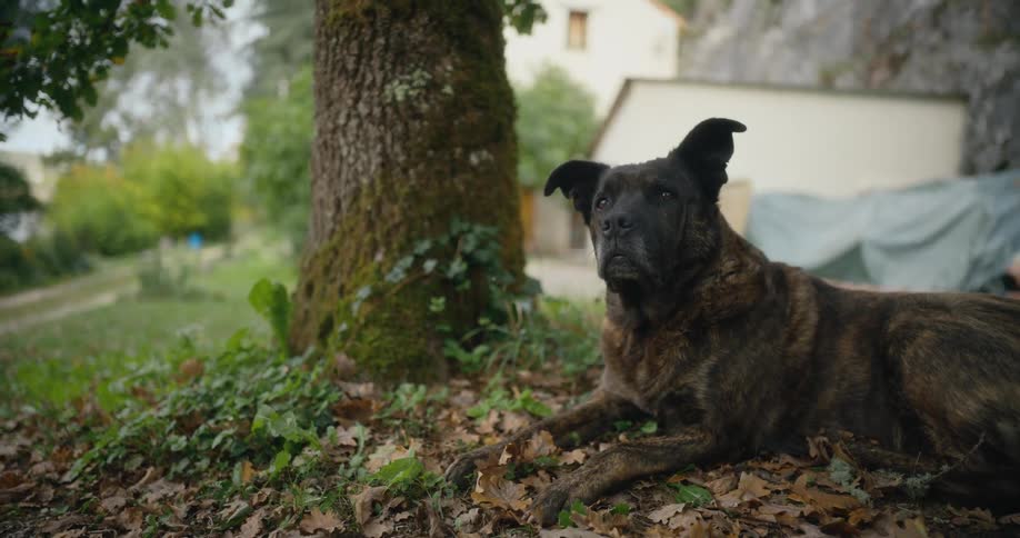 A dog is outside laying on some leaves in the daytime