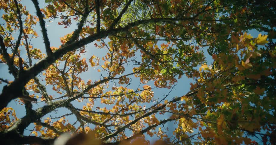 Discolored foliage on a tree on a clear day