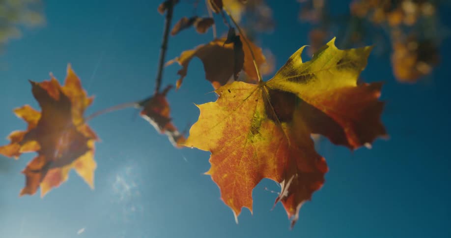 Yellow leaf hangs from a tree branch against the blue sky