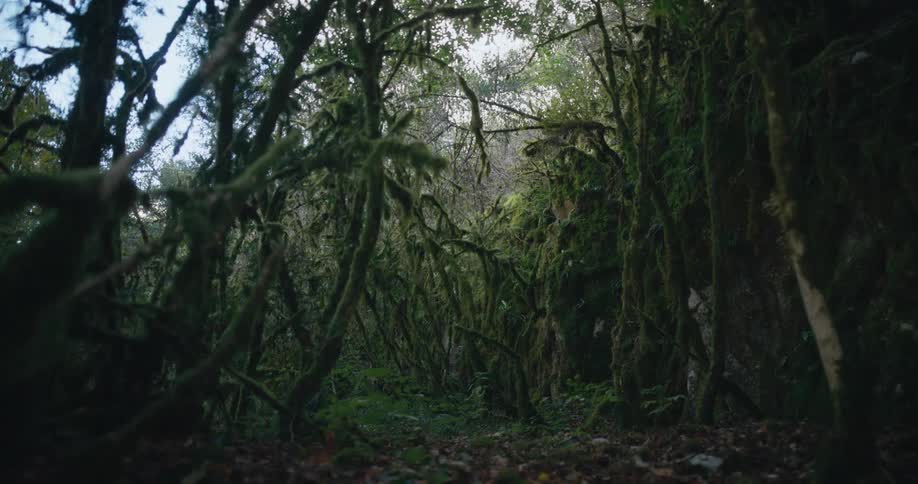 Moss covered plants and trees in a woodland during the day