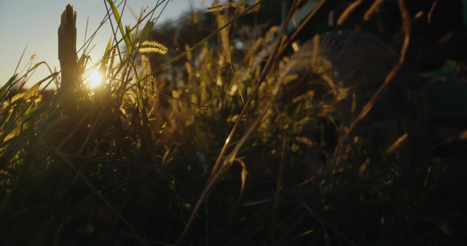 The sun shining golden on farmland and a tractor
