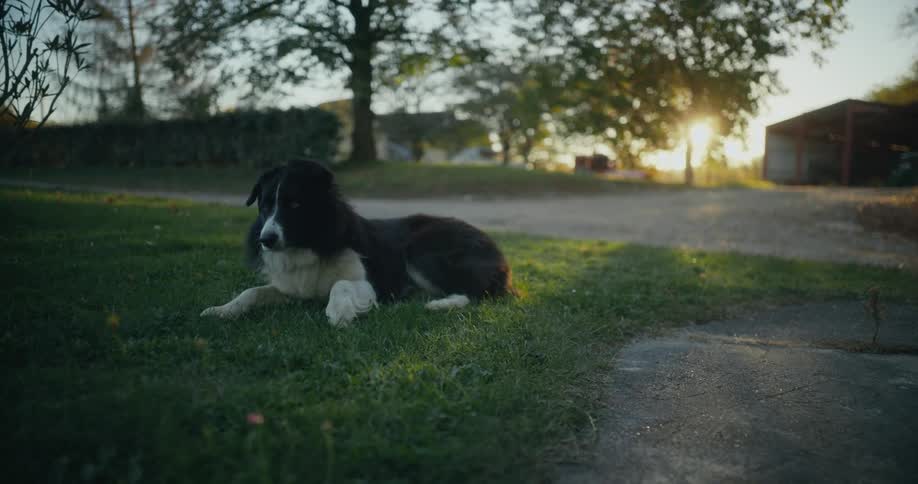 A dog is outside laying on the grass in the daytime