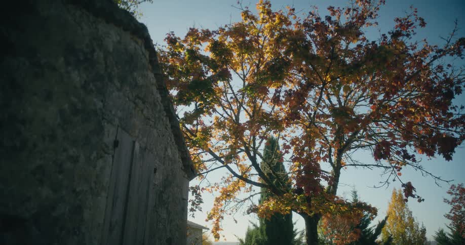 Tree with fall foliage towers over moss covered stone building