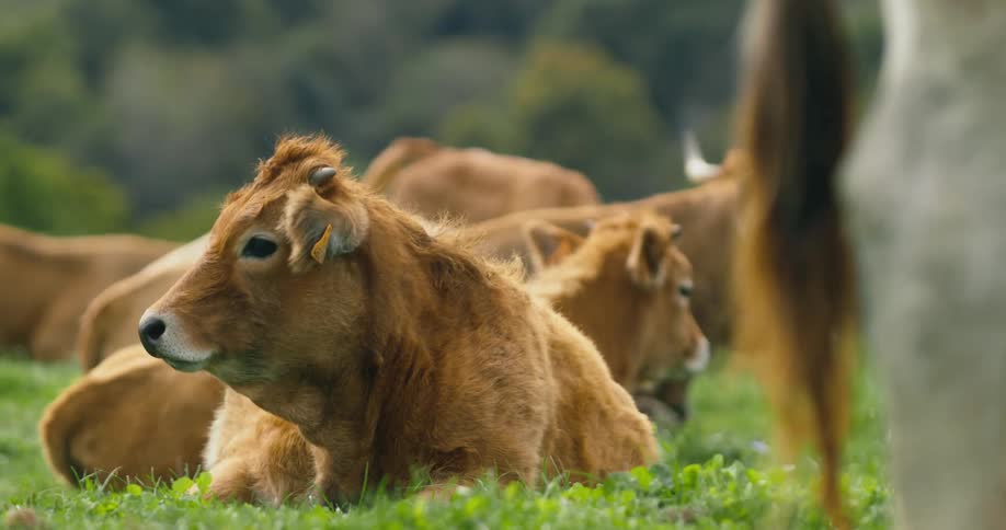 Brown cows lies on green grass on farm