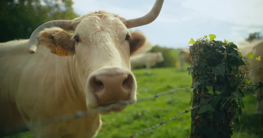 A cow is outside on a farm with other animals