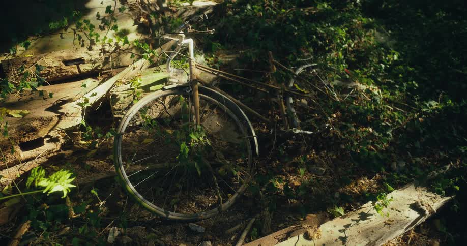 Abandoned rusted bicycle covered in vines on the forest floor