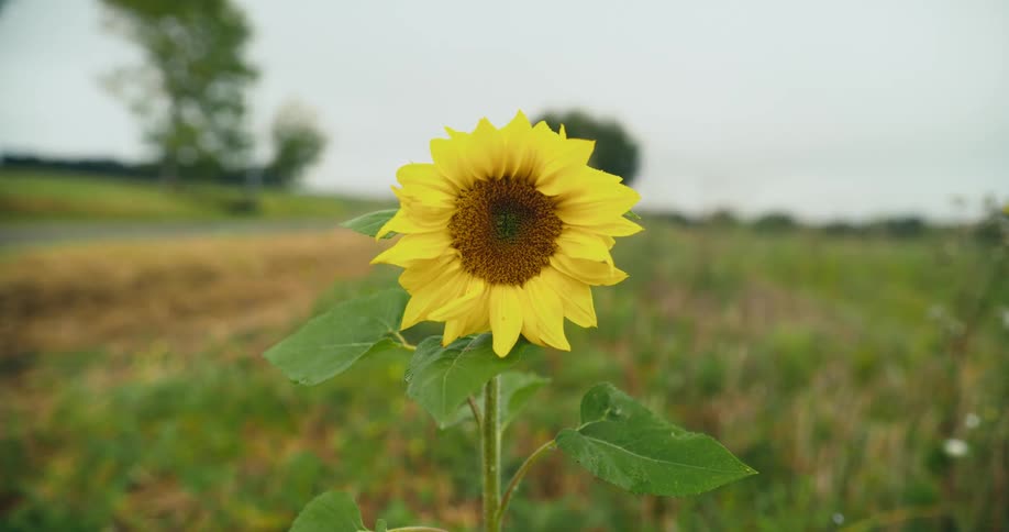 A sunflower stands tall as it moves in the breeze