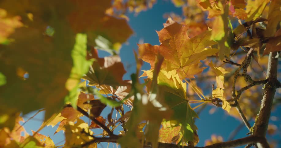Yellow maple leafs hanging from the tree branches against blue sky