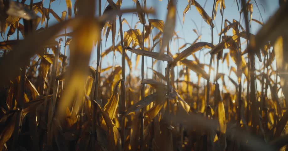 Sunlight shines on tall plants in a field during the day