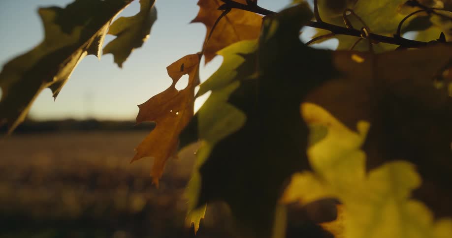 The view is of a sunlight and closeup of some leaves