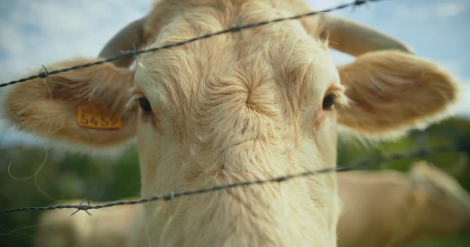 A cow standing in a field looks into the camera through a barbed wire fence