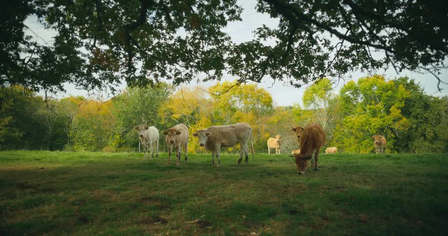 A group of cows graze in a field during the day