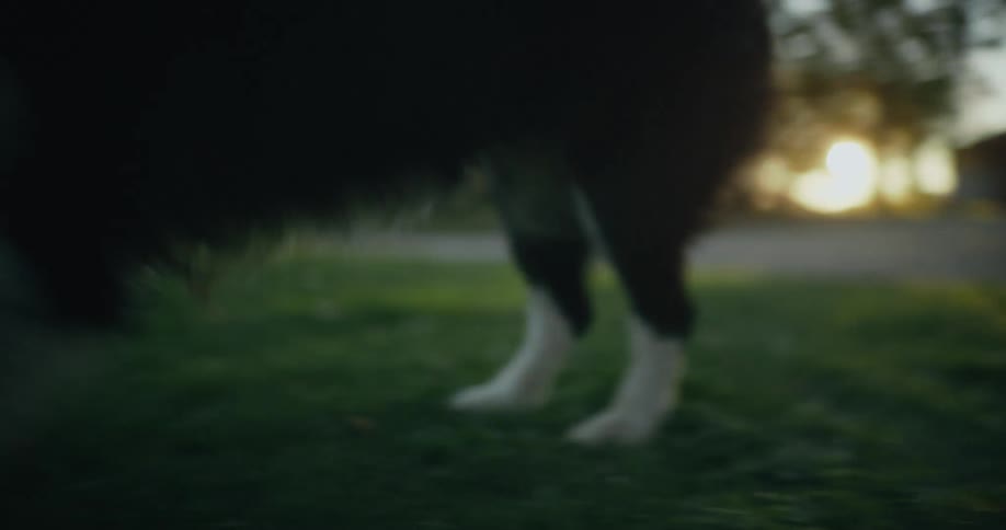 Small dog with an injured front paw walks on the porch of a house at sunset