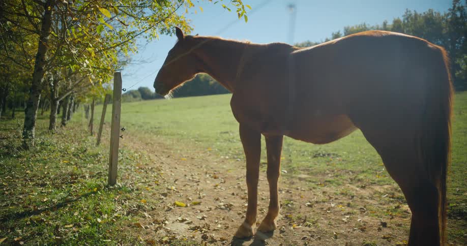 A horse is in the woods standing in the daytime