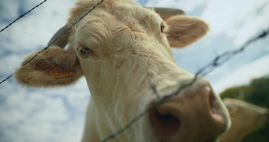 A cow looks at the camera through a barbed wire fence
