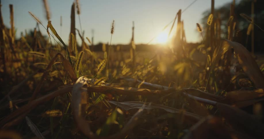 View of the sun setting in a farmland area is displayed